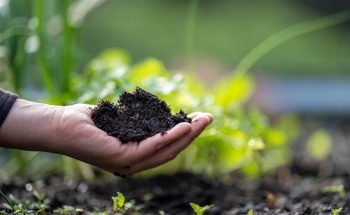 Improving Crop Tolerance to Drought and Heat Using Nanomaterials