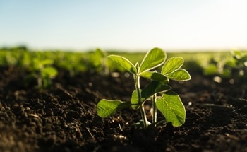 Nanopriming Seeds for Stress-Resistant Crops: A New Development in AgriTech