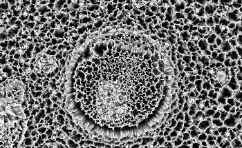 What is Transmission Electron Microscopy and How is it Used in Nano?