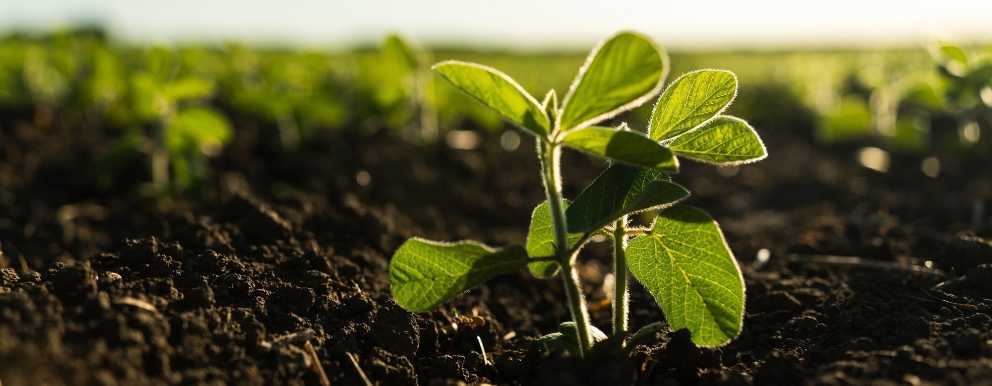 Nanopriming Seeds for Stress-Resistant Crops: A New Development in AgriTech