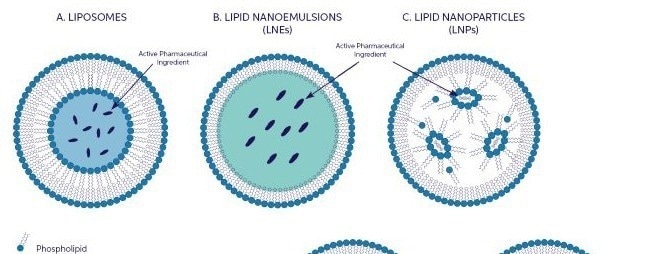 Overcoming the Limits of Traditional DLS in Lipid-Based Nanoparticle Manufacturing
