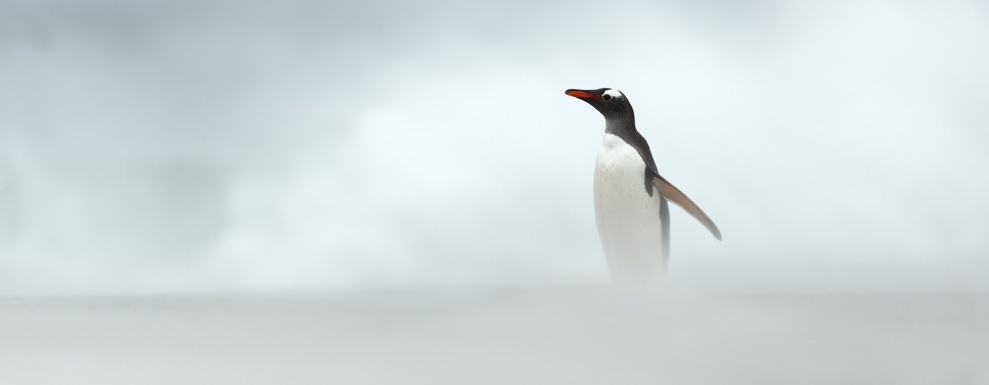 Penguin-Inspired Nanohelices Keep LiDAR Clear in Fog and Rain