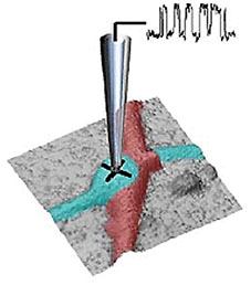 Nanoscale-targeted patch-clamp recordings of functional presynaptic ion channels.
