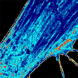 SICM E-Modulus map of live fibroblast cell. SICM E-modulus map of live fibroblast 25 × 25 μm, E = 2 Pa to 3.4 MPa.