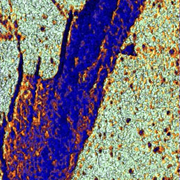 HybriD AFM E-modulus map of stem cell in HybriD Mode 18 × 18 μm, E = 200 kPa to 50 MPa.