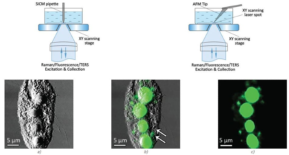 Combined AFM-Raman microscopy studies of cyanobacterial film. AFM Phase map (a). Raman map showing the intensity distribution of the Raman band at 1521 cm−1 corresponding to beta-carotene (c). Raman-AFM overlay (b). Typical Raman spectrum of the sample containing a band at 520 cm−1 that is the Si-Si stretching mode of the silicon AFM tip and bands at 1160 cm−1 and 1521 cm−1assignable to beta-carotene.