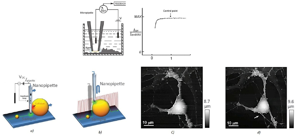 (a) Illustration of a scanning nanopipette probe operating in continuous scan mode colliding with a spherical object possessing a steep vertical slope. (b) Illustration of the hopping mode used in HPICM showing how the pipette is withdrawn to a position well above the sample before approaching the surface. (c,d) Topographical images of the same fixed hippocampal neuron obtained first with hopping mode (d) and then with continuous left-to-right raster scan mode (c), using the same nanopipette. Hopping mode algorithm applied to SICM allows to image uneven and convoluted samples at high resolution ensuring that pipette always approaches from above rather than “dragging” along the surface.