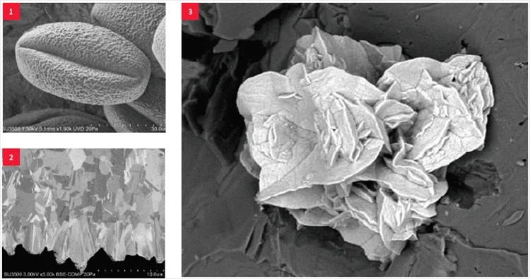 (1) Pollen, low-vacuum SE, 1.5 kV; (2) Metal cross-section, BSE, 3 kV; (3) Copper minerals, low-vacuum, 5 kV.