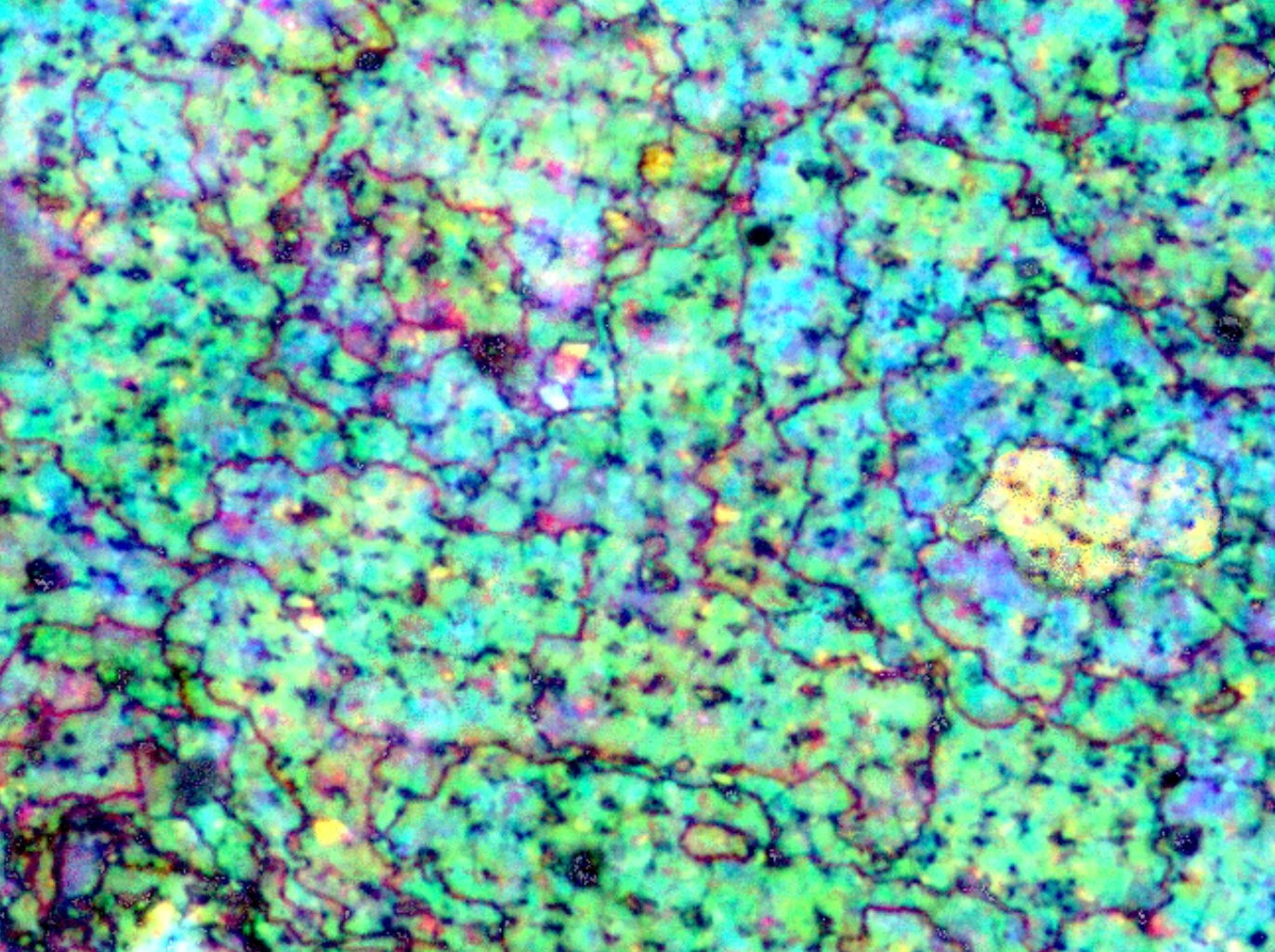 Seashell imaged using TotalFocus™ and True-Color imaging.