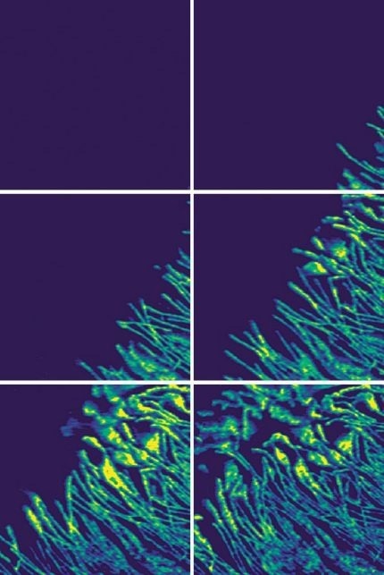 Representative series of phase images taken in TappingMode on a thin film of Poly(3-hydroxybutyrate-co-3-hydroxyvalerate) (PHB/V). Prior to the measurements, the sample was heated to above the melting temperature and then cooled to below the melting temperature immediately before image acquisition. The images show a growth front of the crystallizing PHB/V passing through the scan area. The time difference between each of the displayed images is 18 seconds. The actual data acquisition was running at 2.5 seconds per frame. Scan size: 600 nm × 600 nm Pixel size: 512 px × 512 px Scan speed: 200 lines/sec Phase range: 20 deg.