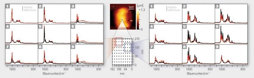 TERS mapping on fixed single human colon cancer cells (HT29 in liquid); Raman data analysis by hyperspectral unmixing algorithm N-FINDR. From: M. Richter, M. Hedegaard, T. Deckert-Gaudig, P. Lampen, V. Deckert: “Laterally resolved and direct spectroscopic evidence of nanometer-sized lipid and protein domains on a single cell”, Small 7(2): 209 (2011).