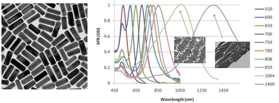 Left: TEM image of typical gold nanorods (10 nm × 40 nm) (Product No. 716820). Right: Gold nanorod peak absorption and scattering (extinction) can be tuned across the visible and near IR spectra shown on a plot of Surface Plasmon Resonance (SPR) to Wavelength.