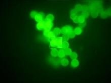 2030PV PRO™ Microspectrophotometer For Measuring UV-Visible-NIR Range Transmission