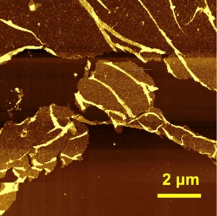 Nano-Observer II: AFM for Nanoscale Imaging
