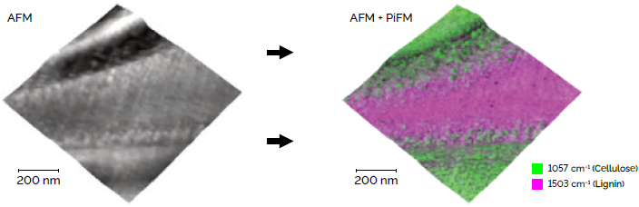 3D visualization of the AFM topography of a cell wall from an ultra-thin cross section of spruce wood. An overlay of two PiFM images shows the chemical composition of the surface where lignin and cellulose mix. This PiFM overlay reveals how the materials are distributed, and it shows how some of the topographic features are related to the local chemistry. Scan dimensions: 1 µm × 1 µm × 0.034 µm.