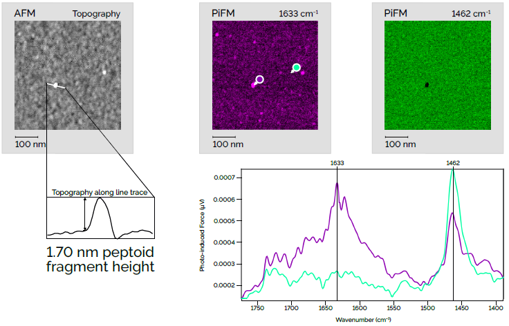 This sample was intended to be a uniform monolayer of peptoid molecules; however, initial PiF-IR analysis indicated that actual peptoid coverage was very sparse. Therefore, a PiFM image was taken at 1633 cm−1 which should highlight any peptoid molecules present. This image reveals tiny peptoid fragments on the surface. A PiF-IR spectrum taken on one of those points shows the characteristic peak at 1633cm−1 despite the peptoid fragment being only 1.7 nm tall! The black spot in the green PiFM image shows that the fragment is sitting on top of the substrate material. Scan dimensions: 500 nm × 500 nm × 1.7 nm.