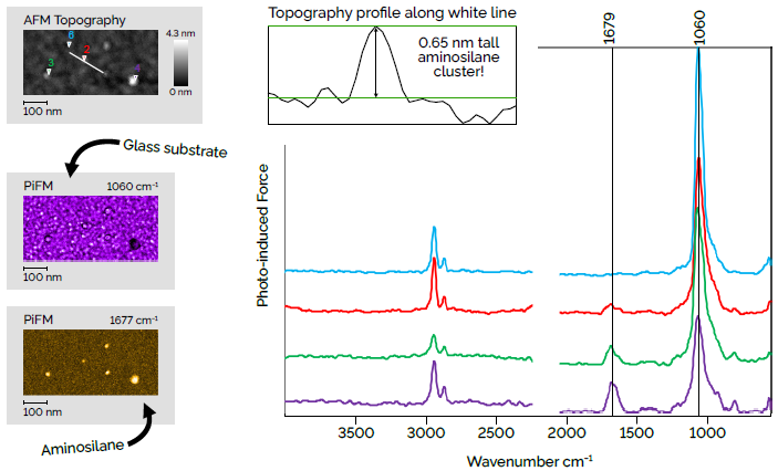Aminosilane monolayers are a popular for surface functionalization. Conventional wisdom is that the aminosilane will form a uniform monolayer on a clean glass substrate. However, when analyzing some of these functionalized surfaces with PiFM, a different story appears. Instead, it seems that the aminosilane has formed small clusters that are distributed across the surface. The smallest cluster in this image is only 0.65 nm tall! The spectra show that the intensity of the aminosilane peak at 1677 cm−1 grows as the clusters get thicker. Similarly, the intensity of the substrate’s peak at 1060 cm−1 shrinks as that material is hidden under thicker clusters of aminosilane. Scan dimensions: 600 nm × 300 nm × 4.3 nm.