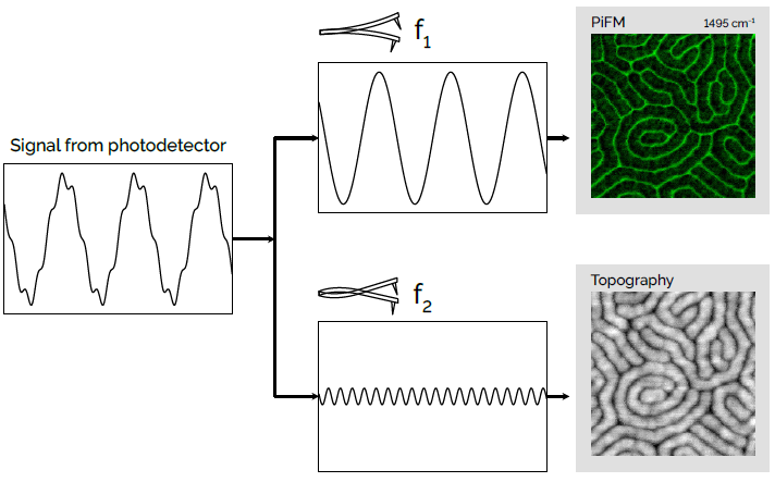 One resonance of the cantilever is used to detect the PiFM signal. Simultaneously, another resonance is used to collect the standard AFM topography and phase in a non-con tact manner (no tip/sample contamination).