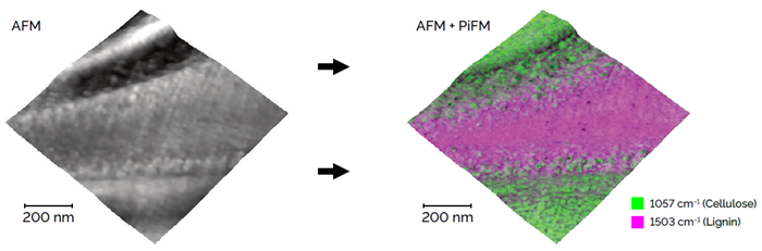 3D visualization of the AFM topography of a cell wall from an ultra-thin cross section of spruce wood. An overlay of two PiFM images shows the chemical composition of the surface where lignin and cellulose mix. This PiFM overlay reveals how the materials are distributed, and it shows how some of the topographic features are related to the local chemistry. Scan dimensions: 1 µm × 1 µm × 0.034 µm.