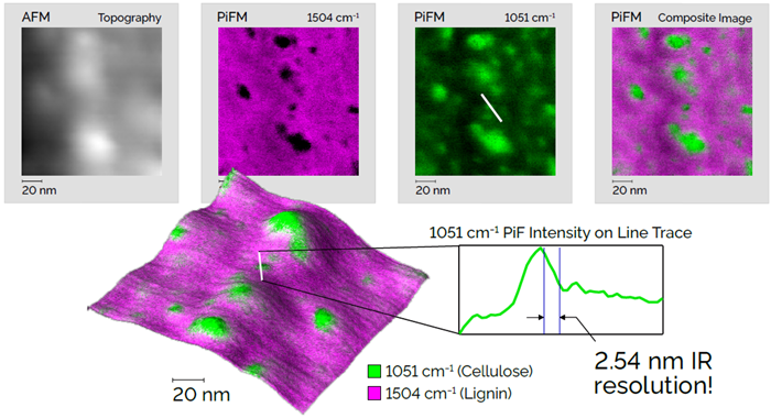 A zoomed-in region of the spruce wood cell wall. At only 150 nm square, this scan area is over 50 times smaller than in figure 6! PiFM images show the chemical distribution of lignin and cellulose on the surface. A line trace plotting the intensity of the data in the green image shows an IR spatial resolution of less than 5 nm. Notice how the PiFM images bring the topography alive with precise chemical detail while the topography itself is unremarkable. Scan dimensions: 150 nm × 150 nm × 10.5 nm.