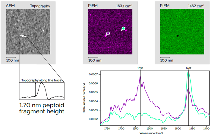 This sample was intended to be a uniform monolayer of peptoid molecules; however, initial PiF-IR analysis indicated that actual peptoid coverage was very sparse. Therefore, a PiFM image was taken at 1633 cm−1 which should highlight any peptoid molecules present. This image reveals tiny peptoid fragments on the surface. A PiF-IR spectrum taken on one of those points shows the characteristic peak at 1633cm−1 despite the peptoid fragment being only 1.7 nm tall! The black spot in the green PiFM image shows that the fragment is sitting on top of the substrate material. Scan dimensions: 500 nm × 500 nm × 1.7 nm