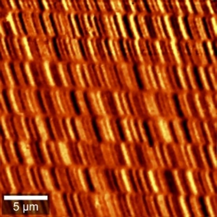 Magnetic Force Measurement of a hard drive disk. The measurements were performed using AC mode technique with magnetic tips.