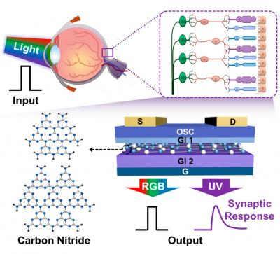 This is a comparison between a biological retina (top) and an artificial photo-sensitive neuromorphic device