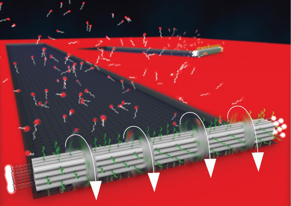 Sixteen strands of DNA, stacked four-by-four, form the beam-shaped “chassis” of the DNA motor (in gray). Bits of DNA (in green) protrude from the chassis like little feet. The motor is fueled by RNA laid on a track. The RNA binds with the DNA feet on the bottom face of the chassis. An enzyme targeting bound RNA then destroys these RNA molecules (grey and red). The process repeats, as more RNA pulls the DNA feet, tipping the chassis forward, causing it to roll.