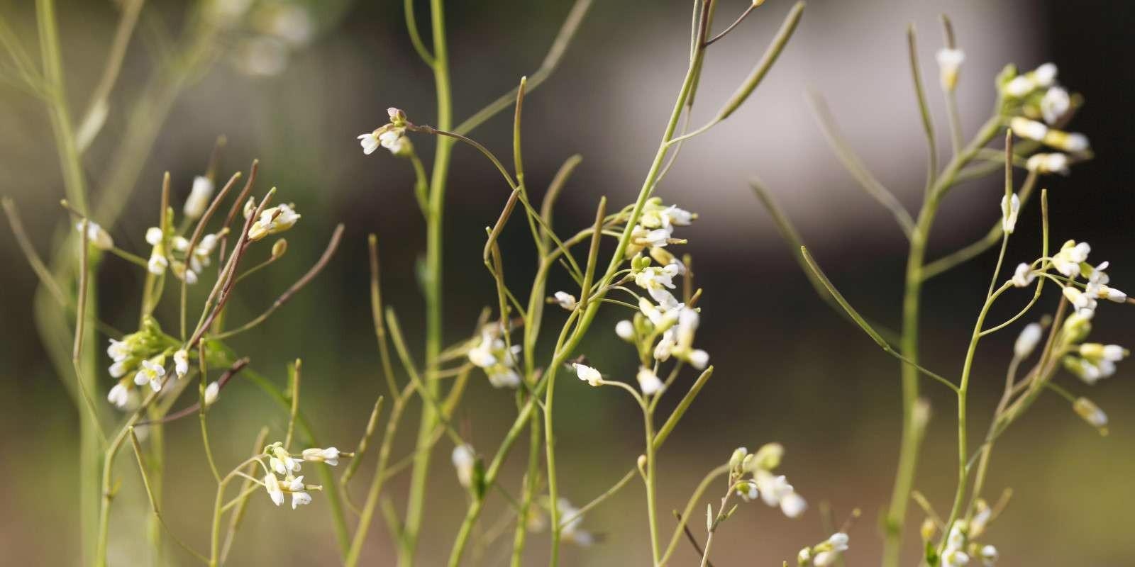Silica Nanoparticles Could Act as Degradable Treatment Against Plant Pathogens