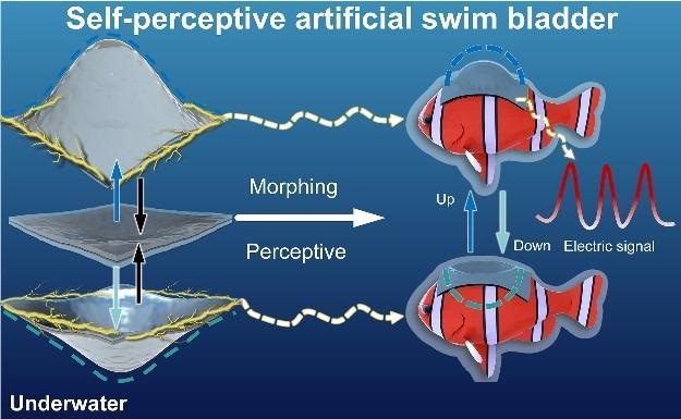 The self-perspective artificial swim bladder perceives the ambient environment.