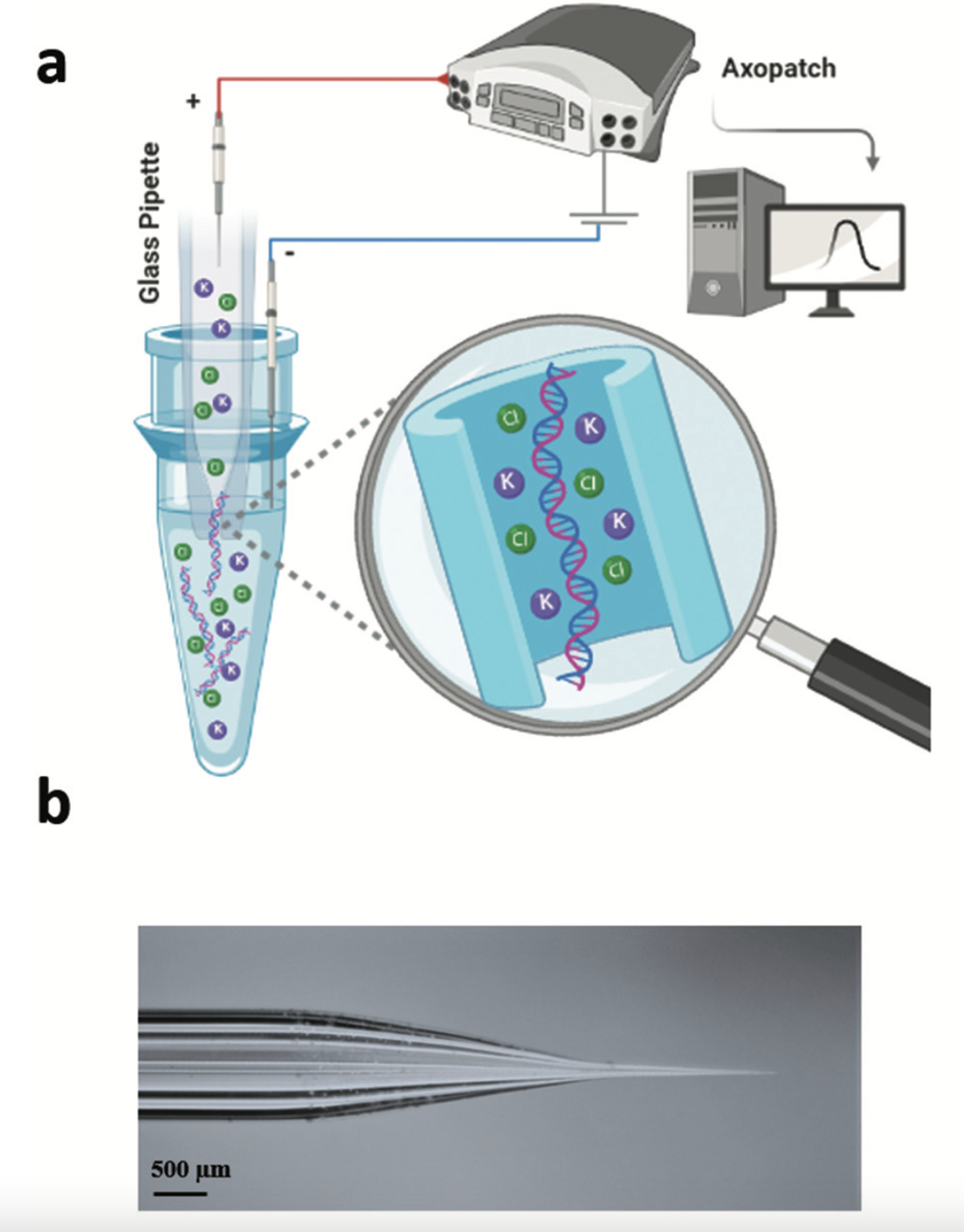 An illustration showing (a) how a glass tube with a tiny opening and a positive electrode, when inserted into a liquid sample and stimulated with electricity, collects cell-free DNA floating in the sample; (b) a photograph of the borosilicate glass nanopore.