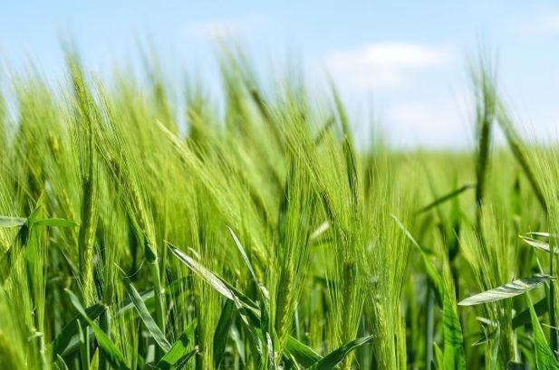 AI and Nanotechnology can Help Address Challenges Threatening Global Food Security