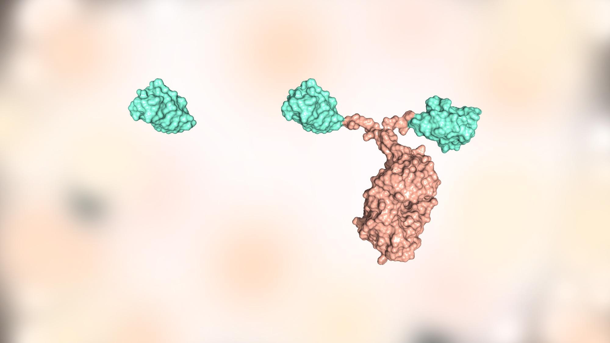 NMR Techniques Help Determine the Structure of Nb23 Nanobody