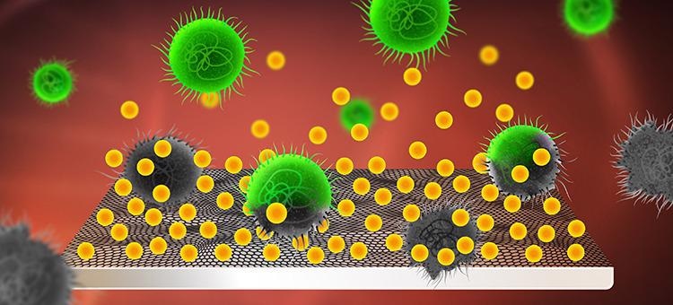 Usnic acid (yellow) is integrated into and released from the implant’s graphene coating