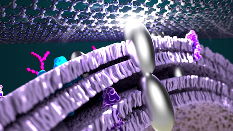 Silver Nanoparticles Enhance Efficiency of Microbial-Based Fuel Cells.