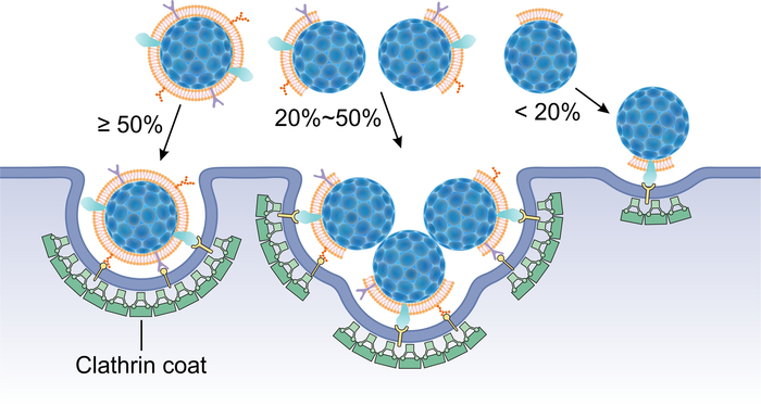 Fluorescence Quenching Assay to Probe the Integrity of Cell Membrane Coating.