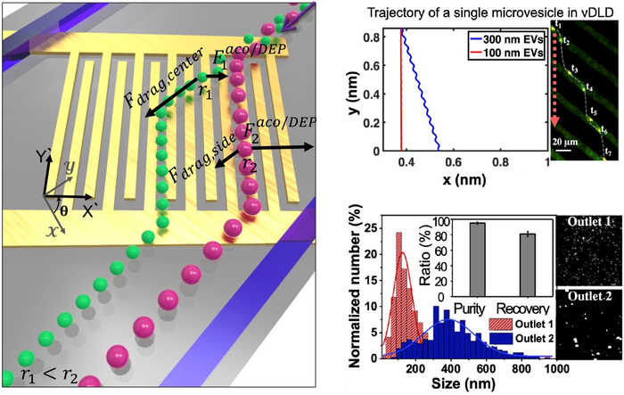 SUTD’s Acousto-Electric Sorting Technology Offers Solution for Segmenting Extracellular Vesicles.
