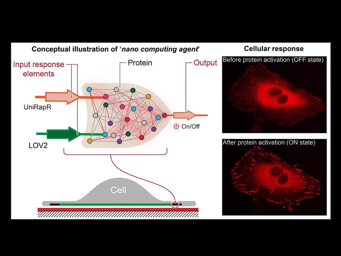 New Nanocomputing Agent can Control Function of Specific Protein.