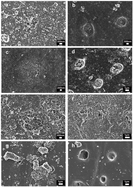 FESEM images of the dentin surfaces after EDTA-treatment and: (a) brushed with toothpaste containing 1% of Zn-NPs, where a single tubule occluded by NPs and new mineral formations were visible; (b) brushed with toothpaste containing 1% of Zn-NPs, for which occluded tubules were observed after acid application. Intertubular dentin was also covered by NPs and new minerals; (c) brushed with toothpaste containing 5% of Zn-NPs. A dentinal tubule occluded by NPs and new mineral formations were detected; (d) brushed with toothpaste containing 5% of Zn-NPs and after-treated with citric acid. Occluded and partially filled tubules are shown. Intertubular dentin was remineralized; (e) brushed with toothpaste containing 10% of Zn-NPs. Filled tubules and intertubular dentin covered by NPs and new minerals; (f) brushed with toothpaste containing 10% of Zn-NPs and after-treated with citric acid. A tiny tubule (about 250 nm) orifice was detectable on the dentin surface; (g) brushed with Sensodyne® toothpaste, where tubules were occluded by smear plugs, which were dislodged from the main dentinal orifice; (h) brushed with Sensodyne® toothpaste and after-treated with citric acid, for which intertubular dentin was demineralized and collagen fibers were observable.