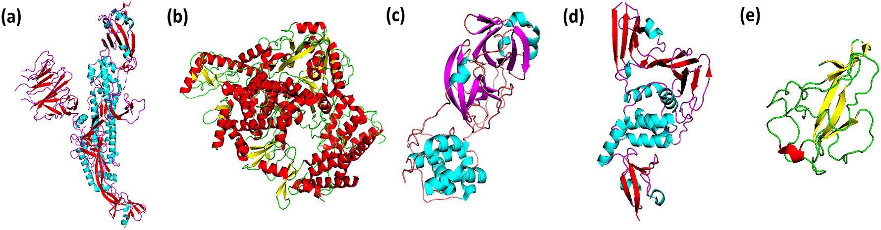 The potential drug targets of SARS-CoV-2 selected in the present study (a) Spike glycoprotein, (b) RNA directed RNA polymerase, (c), Main protease, (d) Papain-like protease and (e) RNA binding domain of Nucleocapsid protein.