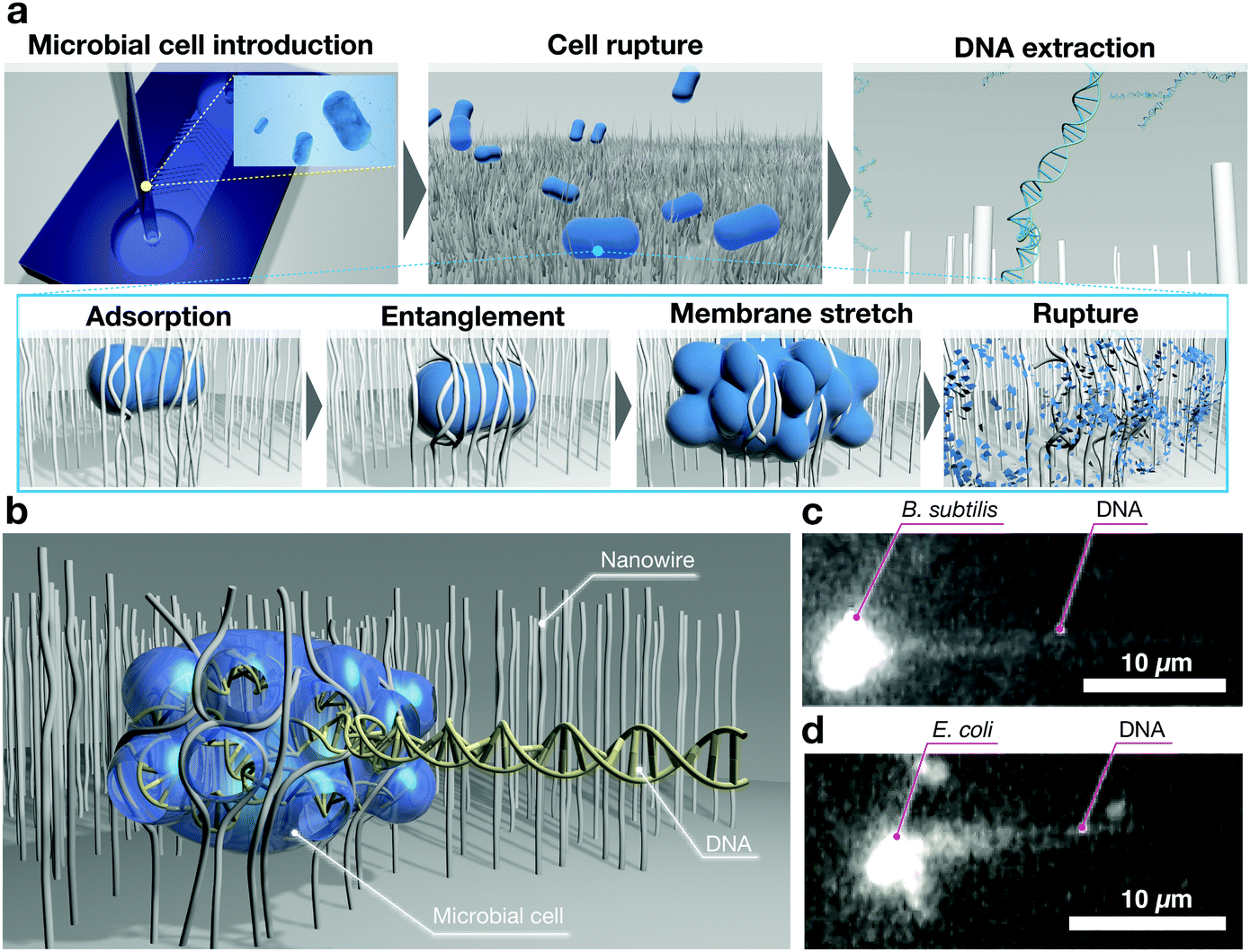(a) Schematic of DNA extraction in microbial cells. The adsorbed cells on nanowires are ruptured by nanowire-entanglement and membrane stretching.63 (b–d) Schematic diagram of the moment of DNA extraction via nanowire-entanglement, and snapshots of fluorescence images of DNA extraction from B. subtilis and E. coli.63
