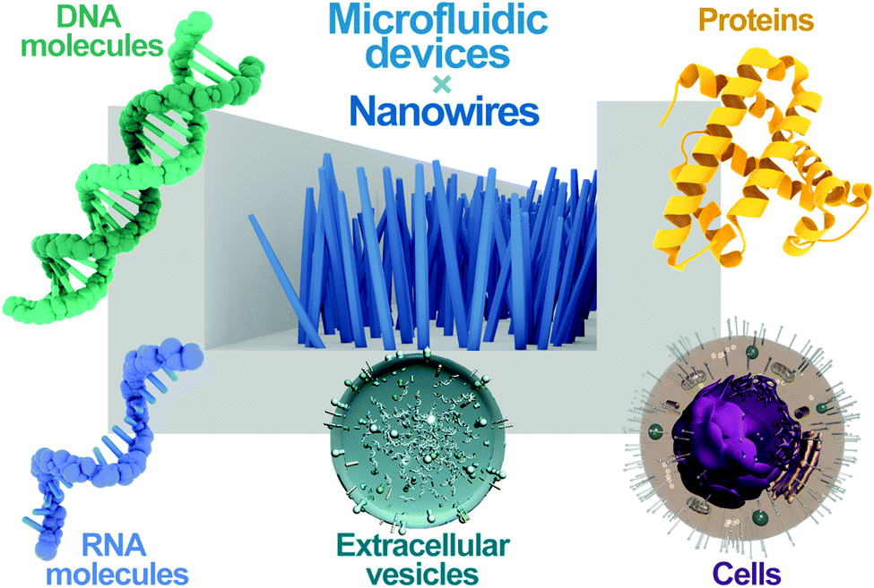 An overview of bioanalytical methods using nanowire microfluidic devices. The combination of nanowires and microfluidic devices enables the analysis of DNA molecules, RNA molecules, proteins, extracellular vesicles, and cells.