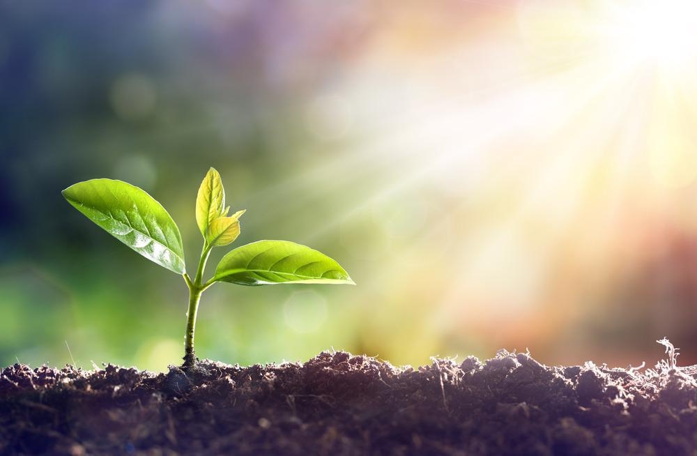 Medicinal Plants, Biogenic Nanoparticles