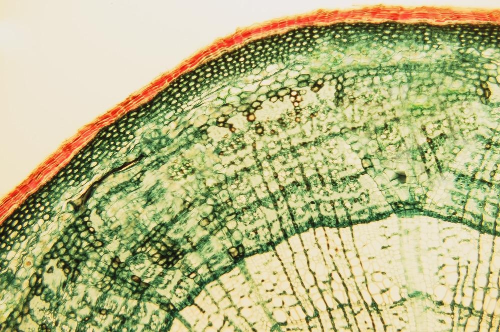 wood cell wall, nanoindentation