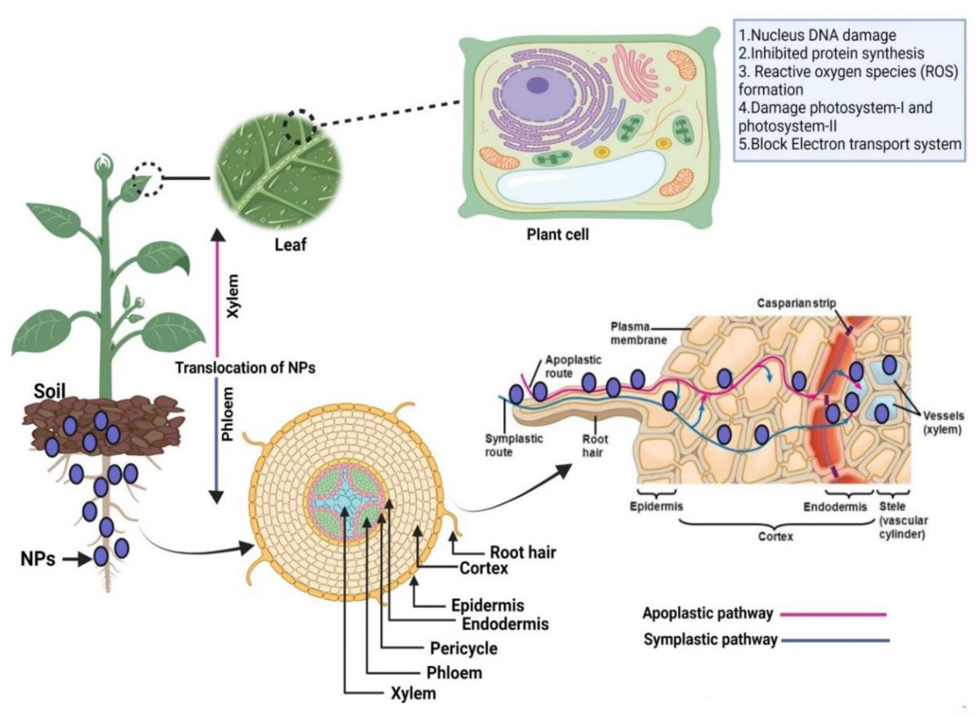 Uptake and translocation of nanoparticles by plant tissues: nanoparticles interact with plant roots, translocate through the epidermis, cortex, endodermis, and pericycle and then into xylem vessels via apoplastic and symplastic pathways.