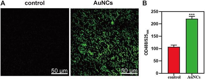 ROS levels of F. nucleatum exposed to AuNCs (0.2 mM) for 2 h. (A) Visualization of ROS concentration in F. nucleatum exposed to AuNCs by confocal microscope. (B) Quantification of ROS fluorescence intensities in F. nucleatum at OD488/525 nm. (***P< 0.001).
