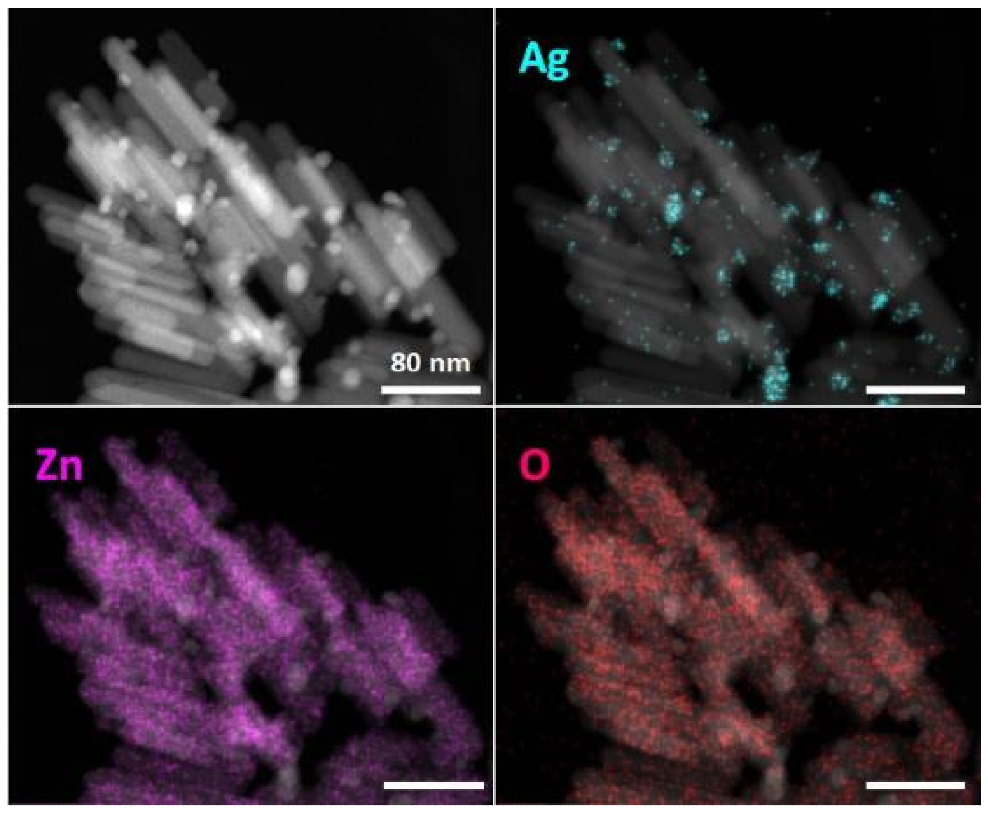 STEM–EDX analysis of ZnO/Ag nanoparticles. HAADF-STEM images combined with EDX mapping results for silver (Ag, La) in blue, zinc (Zn, Ka) in violet and oxygen (O, Ka) in red show the homogeneous distribution of elemental Zn and O and the presence of Ag in nanoparticle formulations. Scale bars correspond to 80 nm.