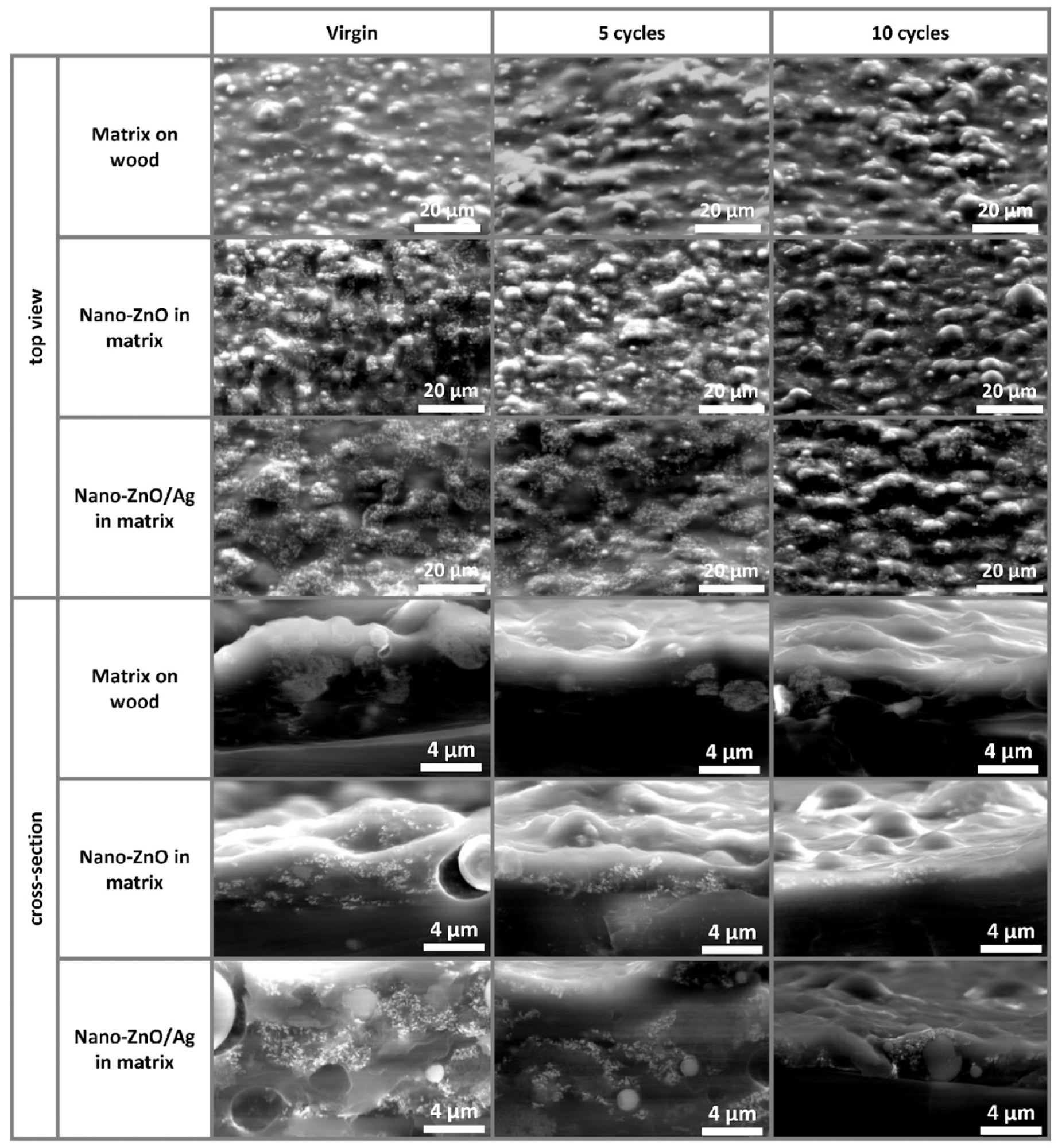 Scanning electron microscopy images of coatings on wooden substrates before (virgin) and after 5 and 10 reuse cycles. No apparent changes occurred to the coatings after reuse cycles and the embedded ZnO and ZnO/Ag nanoparticles were visible both in top view and cross-section images.