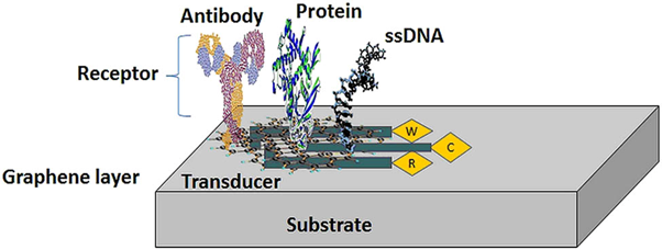 Graphene biosensor device which utilizes graphene (transducer) and biomolecules (receptor)