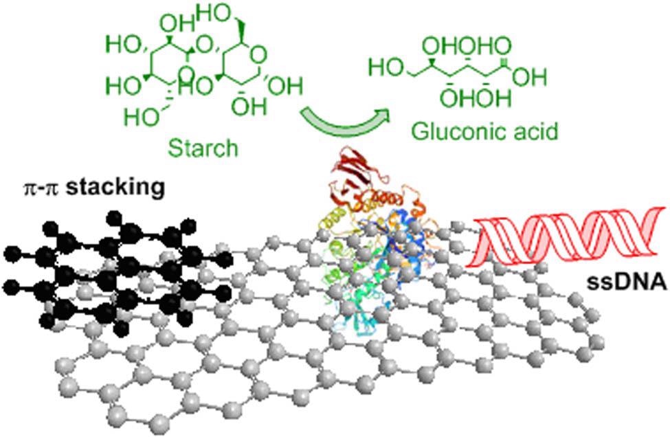 Some common noncovalent functionalization showing pyrene–graphene, glucose oxidase–graphene, and ssDNA–graphene hybrids.